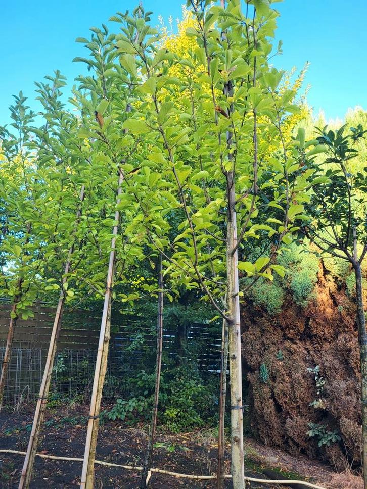 Magnolia Kobus, Tuin en Terras, Planten | Bomen, Overige soorten, Volle zon, Lente, In pot, Ophalen