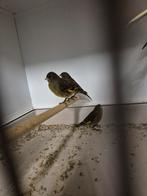 Bastaard zwarte sijs x kanarie., Dieren en Toebehoren, Vogels | Kanaries, Vrouwelijk, Bastaard