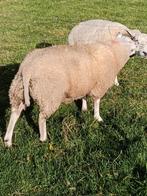 Dekram Engelse texelaar/swifter, Dieren en Toebehoren, Mannelijk, Schaap