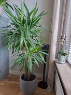 Yucca Elephantipes, Ophalen, Overige soorten, 150 tot 200 cm
