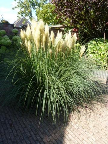 Pampas gras pluimen. Mooie en lange stengels / pluimen. beschikbaar voor biedingen