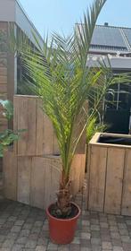PHOENIX PALM LAATSTE” GROOT!, Tuin en Terras, Bloeit niet, 100 tot 250 cm, Palmboom, Ophalen
