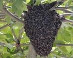 Bijenzwerm, Bijen zwermen, Ophalen of Verzenden, Zo goed als nieuw