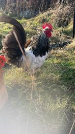 Slacht of pracht, Dieren en Toebehoren, Pluimvee, Mannelijk, Kip