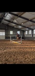 Brave B pony met plezier in het werk, springen en crossen!, Dieren en Toebehoren, Pony's, Merrie