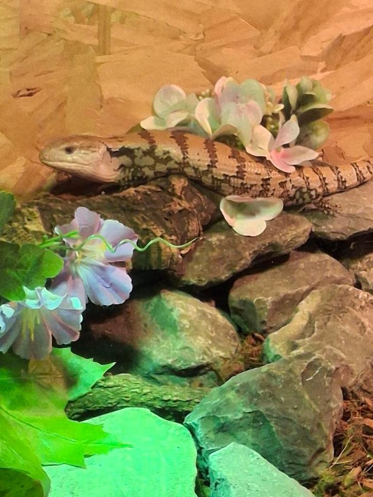 Tiliqua gigas gigas (blauwtongskink)