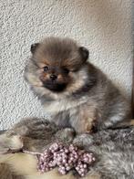 Pomeriaan - pomeranian pups MOGEN VERHUIZEN, Dieren en Toebehoren, Honden | Poolhonden, Keeshonden en Oertypen, Keeshond, CDV (hondenziekte)