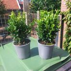 Euonymus green spire(Buxus vervanger) in pot, Tuin en Terras, Ophalen, Overige soorten, Haag, Minder dan 100 cm