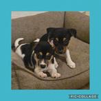 Kruising Jack russell /  Boerenfox puppies, 8 tot 15 weken, CDV (hondenziekte), Meerdere, Meerdere dieren