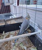 cocktail, Dieren en Toebehoren, Vogels | Parkieten en Papegaaien