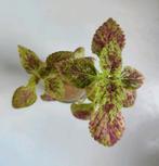 Siernetel - Coleus 'Pinata' - twee gewortelde stekjes, Huis en Inrichting, Kamerplanten, Overige soorten, Minder dan 100 cm, Ophalen of Verzenden