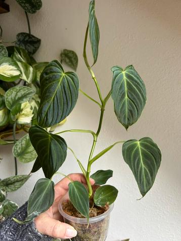 Philodendron splendid, grote gewortelde kopstek beschikbaar voor biedingen