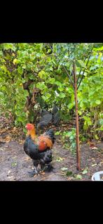 Brahma Haan gratis ophalen, Dieren en Toebehoren, Pluimvee, Mannelijk, Kip