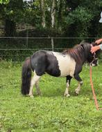 Mooie makke zwartbonte hengst 84 cm! Inruil merrie mogelijk, Dieren en Toebehoren, Hengst