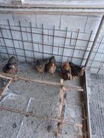 Krielkippen Wyandotte, Vrouwelijk, Kip