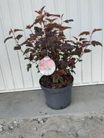physocarpus lady in red, Ophalen, Zomer, Vaste plant, Overige soorten
