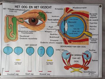 Medische poster Oor en Neus (voor) en Oog en Gezicht (achter beschikbaar voor biedingen