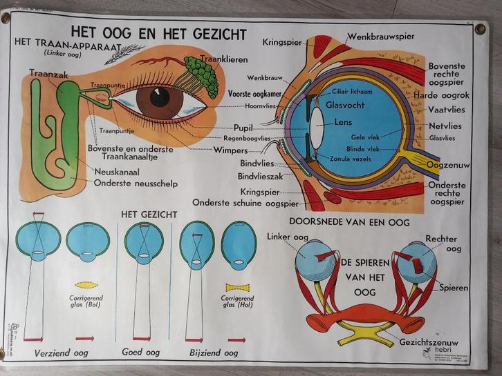 Medische poster Oor en Neus (voor) en Oog en Gezicht (achter, Verzamelen, Posters, Gebruikt, Dier of Natuur, Deurposter of groter