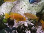 Malawi cichliden (Pseudotropheus Saulosi), Dieren en Toebehoren, Vis, Zoetwatervis, Schoolvis