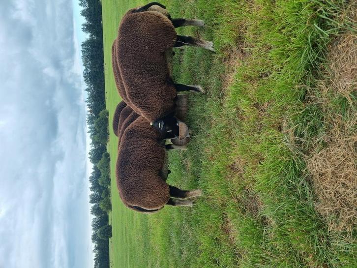 Stamboek dassenkop dekrammen. Arr/Arr. En zwoeger vrij, Dieren en Toebehoren, Schapen, Geiten en Varkens, Schaap, Mannelijk