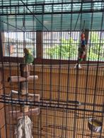 volière met achaponis, Dieren en Toebehoren, Vogels | Parkieten en Papegaaien, Meerdere dieren, Dwergpapegaai of Agapornis