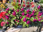 Celosia argentea, Ophalen