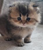 Prachtige Britse  langhaar/korthaar kittens 😍😍, Dieren en Toebehoren, Katten en Kittens | Raskatten | Langhaar, Meerdere dieren