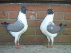 Sierduiven.., Dieren en Toebehoren, Vogels | Duiven, Overige soorten