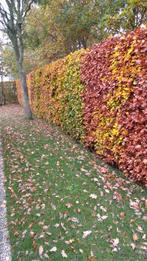 HAAG BLADHOUDENDE Beuk Fagus sylvatica Gewone beuk HAAG BOOM, Ophalen of Verzenden, Lente, Vaste plant, Halfschaduw