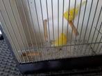 Te koop twee kanarie mannen, Dieren en Toebehoren, Vogels | Kanaries, Mannelijk, Kleurkanarie