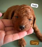 Prachtige Toy Poedel pups Diep rode kleur, Dieren en Toebehoren, Honden | Chihuahua's en Gezelschapshonden, Poedel, 8 tot 15 weken