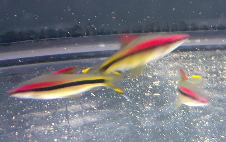 Puntius Denisonii Torpedo Barbeel, Dieren en Toebehoren, Vissen | Aquariumvissen, Zoetwatervis, Vis, Schoolvis