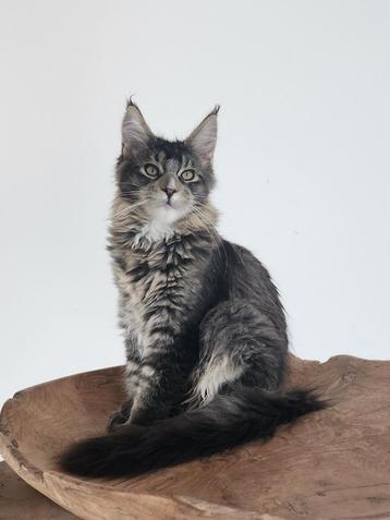 Prachtig maine coon kitten evt te koop samen met zijn vader beschikbaar voor biedingen
