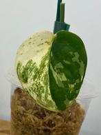 Scindapsus Jade Satin Variegata #5, Ophalen of Verzenden