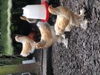 Brahma kip groot, Dieren en Toebehoren, Pluimvee, Kip