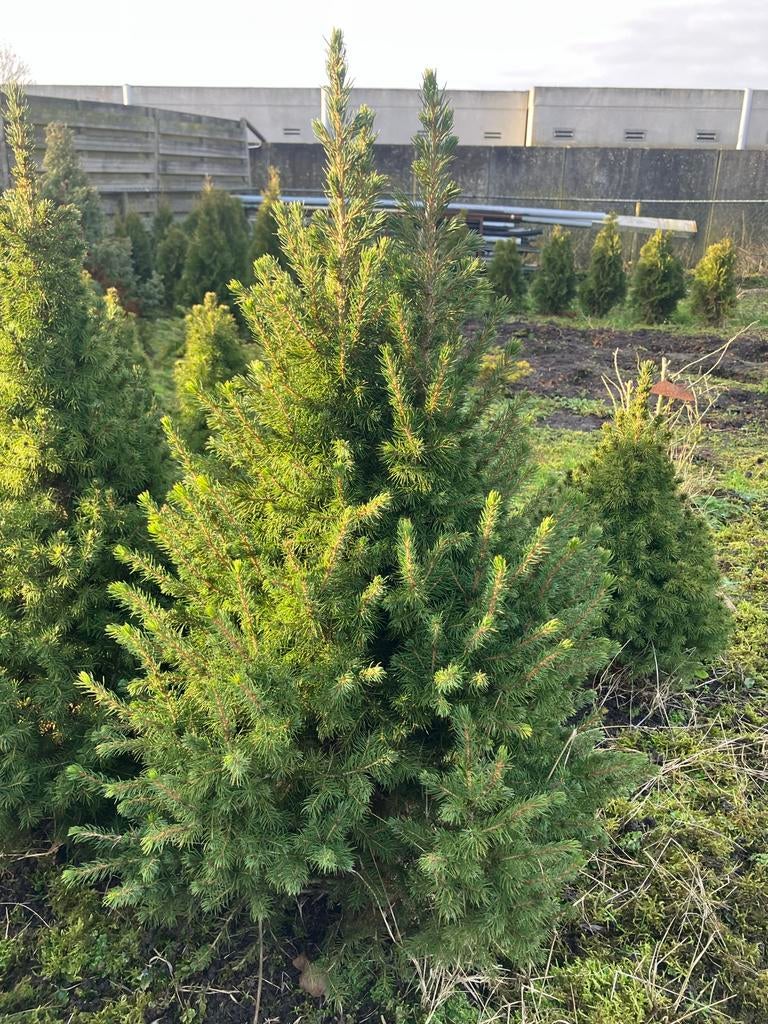 5 Kerstbomen picea ca. 1 meter hoog, Bloeit niet, Overige soorten, 100 tot 250 cm, Ophalen