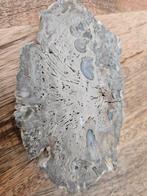 Fossiel Hout - Uniek Decoratief Stuk, Ophalen of Verzenden