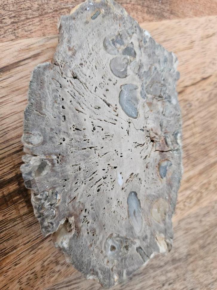 Fossiel Hout - Uniek Decoratief Stuk, Verzamelen, Mineralen en Fossielen, Ophalen of Verzenden