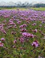 Verbena Bonariensis 'Lollipop' - Vaste Plant, Volle zon, Vaste plant, Zomer, Ophalen