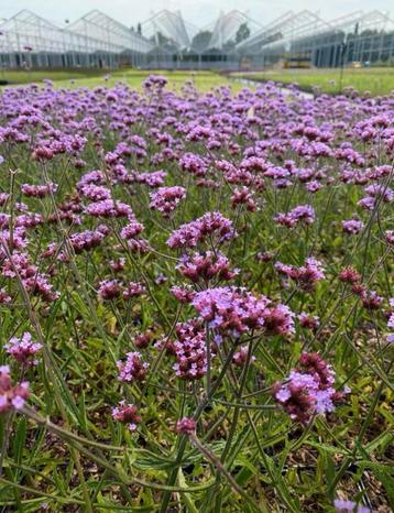 Verbena Bonariensis 'Lollipop' - Vaste Plant beschikbaar voor biedingen