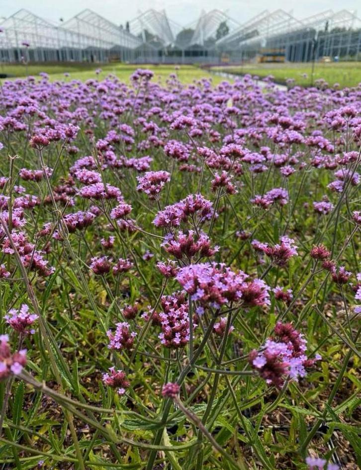 Verbena Bonariensis 'Lollipop' - Vaste Plant, Tuin en Terras, Planten | Tuinplanten, Vaste plant, Overige soorten, Volle zon, Zomer