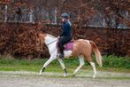 Zeer unieke en knappe bonte allround D pony!!️