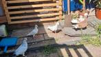 Duiven 6 stuks bieden, Dieren en Toebehoren, Pluimvee