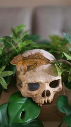 wimpergekko of kroongekko(Correlophus ciliatus), Dieren en Toebehoren, Reptielen en Amfibieën, Hagedis