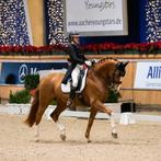 Plek voor een trainingspaard, Diensten en Vakmensen, Dieren | Paarden | Verzorging, Oppas en Les