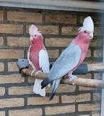 Rosé kaketoes, Dieren en Toebehoren, Vogels | Parkieten en Papegaaien, Meerdere dieren, Parkiet, Geringd