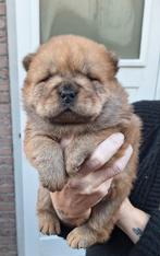 Chow chow teefje pupje, Dieren en Toebehoren, Honden | Poolhonden, Keeshonden en Oertypen, Rabiës (hondsdolheid), 8 tot 15 weken