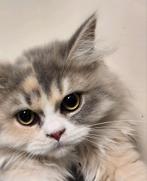 2 Lilac creme tricolor langhaar poesjes kindvriendelijk, Poes, Gechipt, 0 tot 2 jaar
