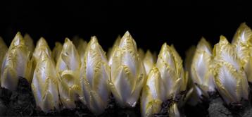 Witlof pennen / wortels – Nu starten – Met Handleiding beschikbaar voor biedingen