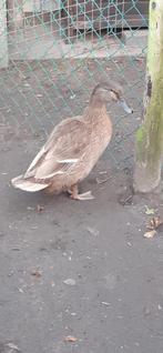 Eend te koop., Dieren en Toebehoren, Mannelijk, Eend